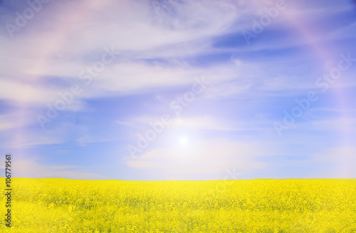 saturated bright yellow field of flowers to the horizon. Flowers of rape. Blue sky with beautiful cirrus clouds. Sunny bright day. Sun with rays and glare over the field.  