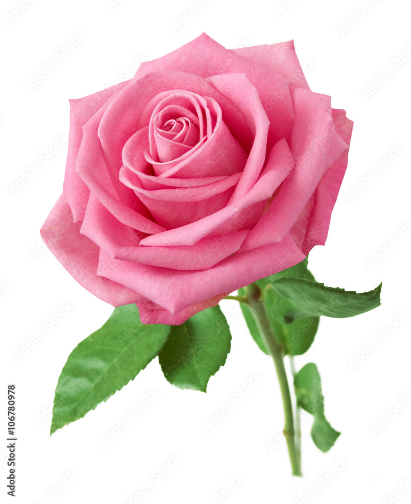 Beautiful pink rose isolated on white background Stock Photo ...