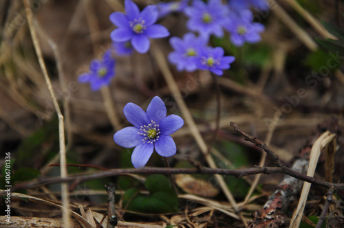 Violet forest wild flowers