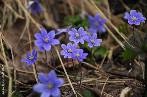 Violet forest wild flowers