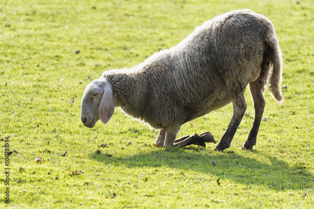 Obraz premium Sheep on its knees