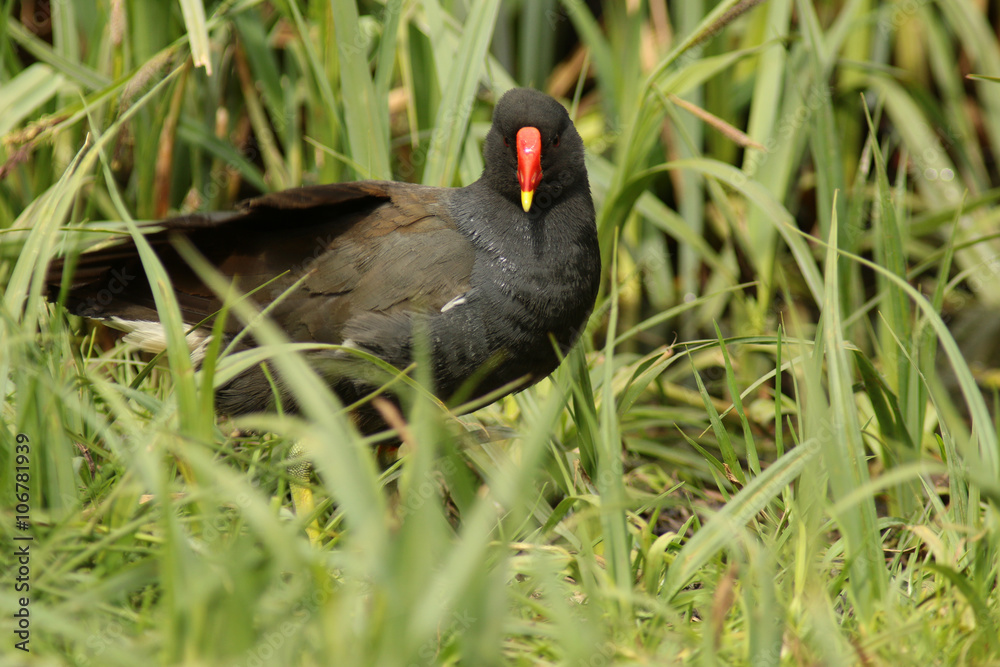 Teichhuhn im Uferbereich