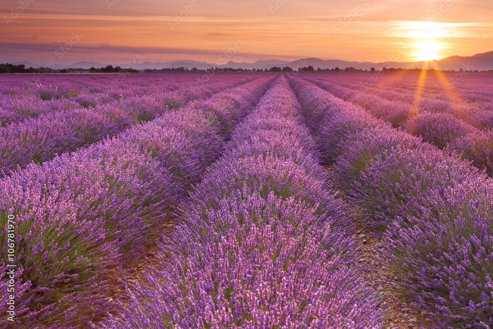 Obraz na plátne Sunrise over fields of lavender in the Provence, France |  Dekorácie na múr | Posters.sk