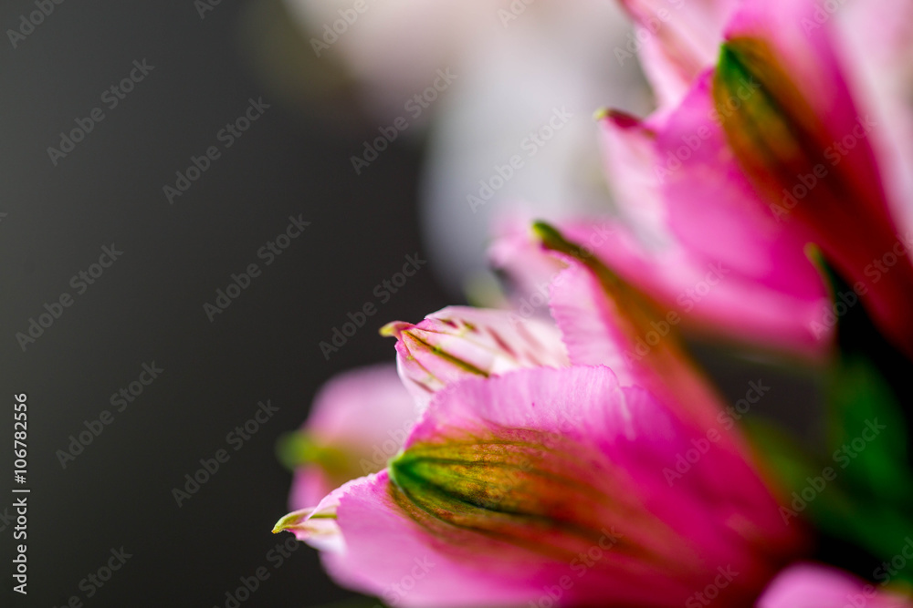blurry and abstract images of beautiful flowers alstroemeria