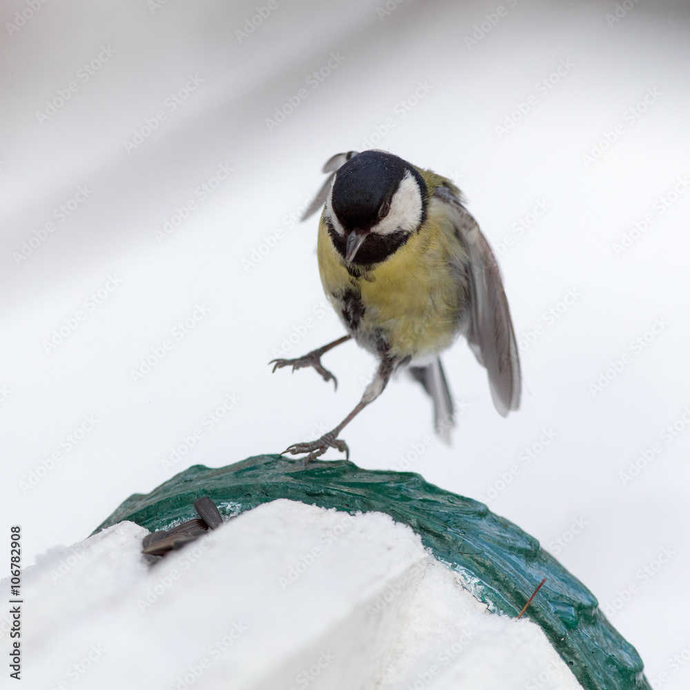 Obraz premium tit in winter