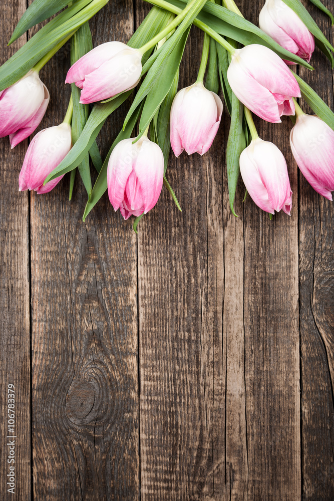 Fresh pink tulips