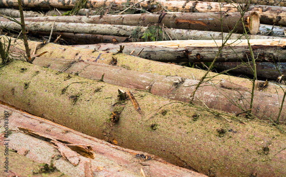 Timber harvesting. Pile of cut fir logs Timber harvesting. Pile of cut fir logs