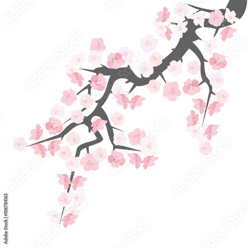 Sakura branch, vector illustration
