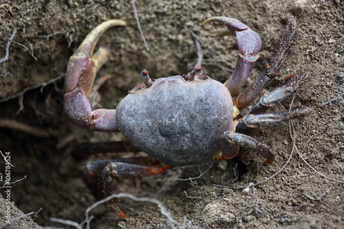 Ghost crabs, Seychelles
 photo