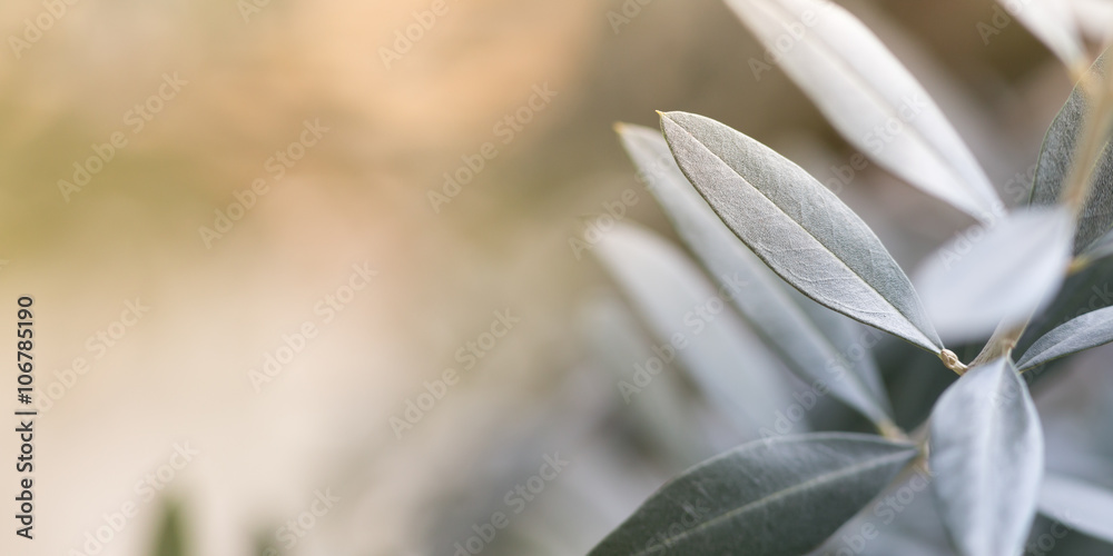 Obraz premium Olive tree photo background