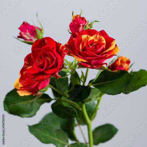 orange-red flower shrub rose on gray background