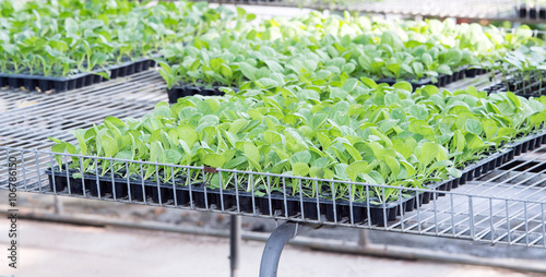 Fotografie Vegetable shoots
