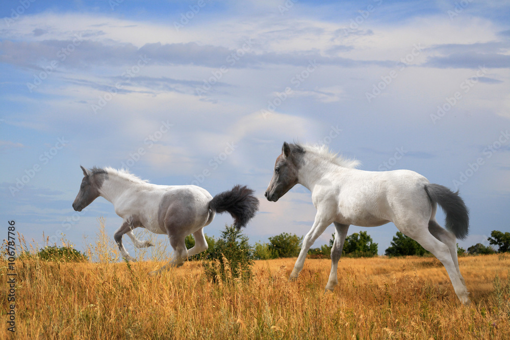 Fototapeta premium foals fun running on the field