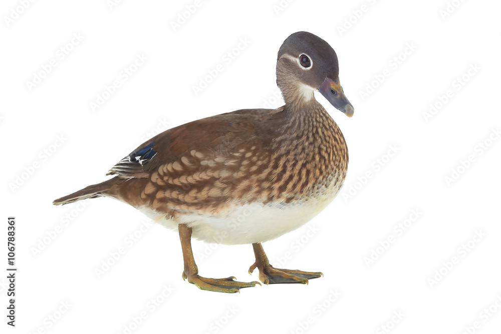 mandarin duck mandarin duck