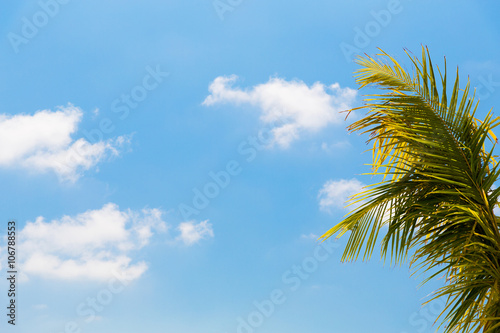 cocoa palm tree and blue sky