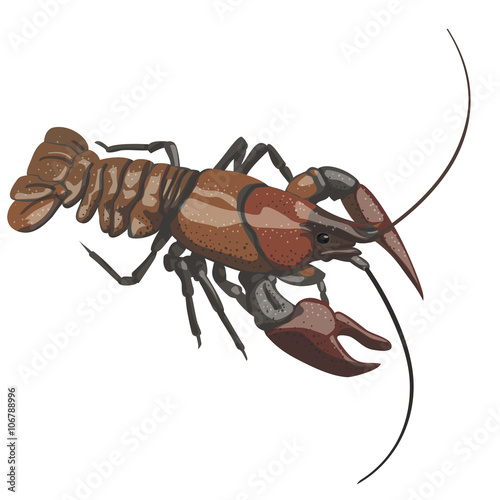 Crayfish