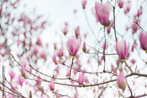 Pink Magnolia Flowers © yashabaker