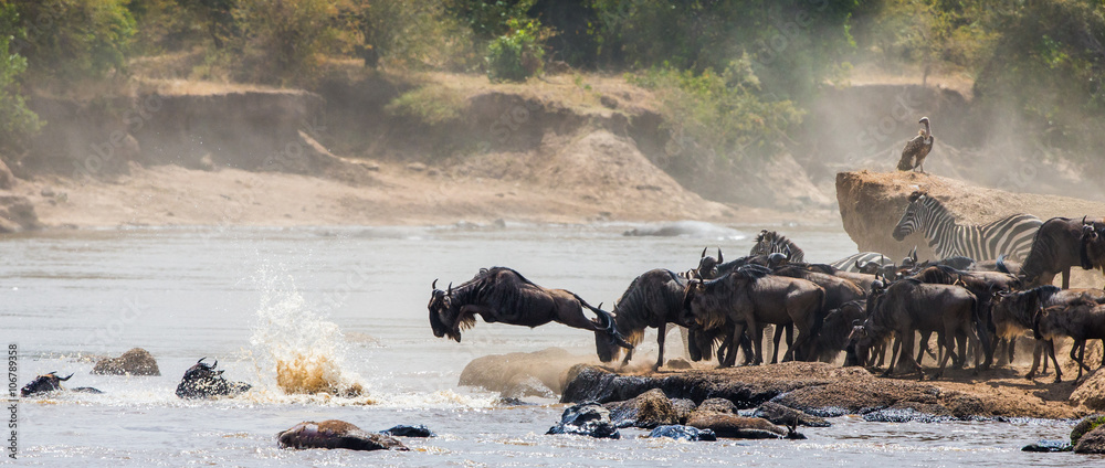 Wildebeests are crossing Mara river. Great Migration. Kenya. Tanzania. Masai Mara National Park. An excellent illustration. - obrazy, fototapety, plakaty 
