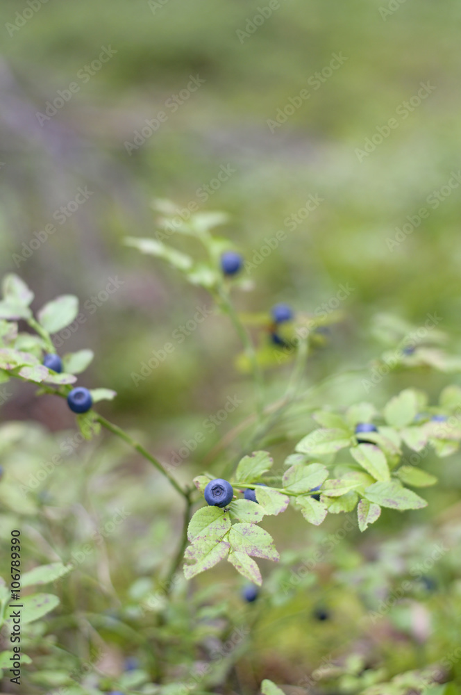Blueberry on green vegetative background in wood Blueberry on green vegetative background in wood