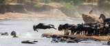 Wildebeests are crossing Mara river. Great Migration. Kenya. Tanzania. Masai Mara National Park. 