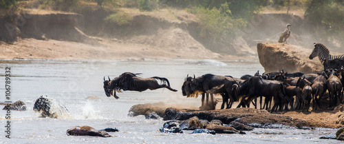 Wildebeests are crossing Mara river. Great Migration. Kenya. Tanzania. Masai Mara National Park. 