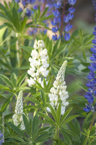 Lupin, lupine field with white and blue flowers