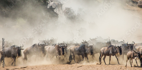 Big herd of wildebeest is about Mara River. Great Migration. Kenya. Tanzania. Masai Mara National Park. An excellent illustration.