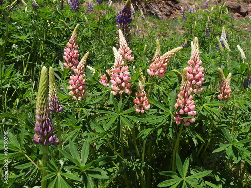 Lupinenblüten photo