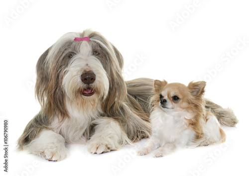 female bearded collie and chihuahua