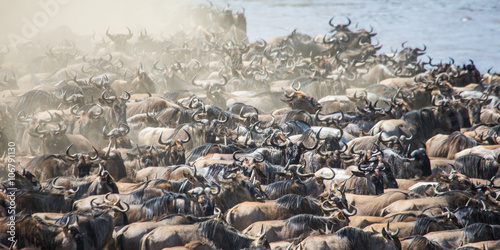 Big herd of wildebeest is about Mara River. Great Migration. Kenya. Tanzania. Masai Mara National Park. An excellent illustration. © gudkovandrey