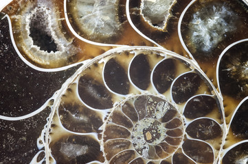 Handdoek met foto Texturen Nautilus ammoniet fossiel macro textuur  © farland9