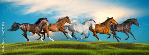 group of galloping horses on a green grass on a sky background