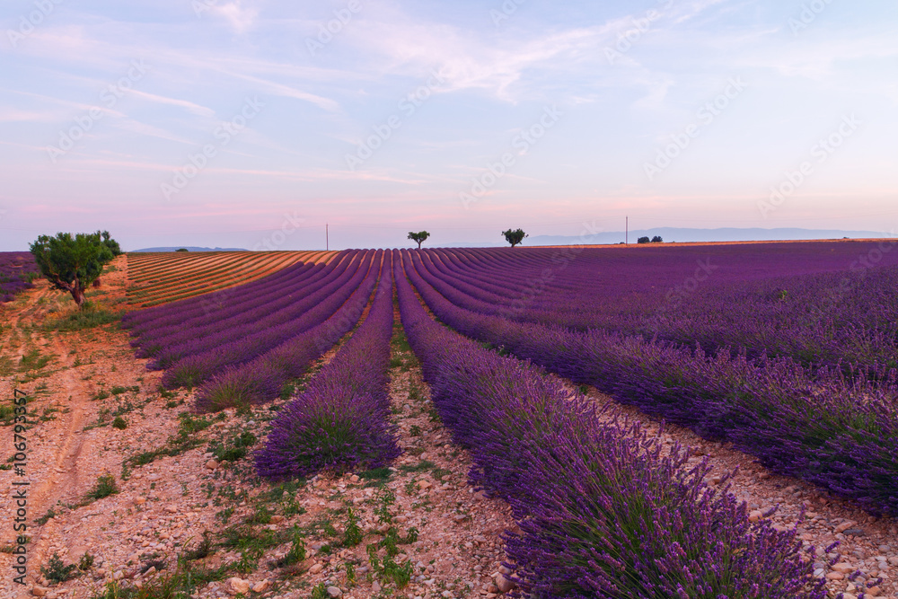 Obraz premium Beautiful colors purple lavender fields near Valensole, Provence