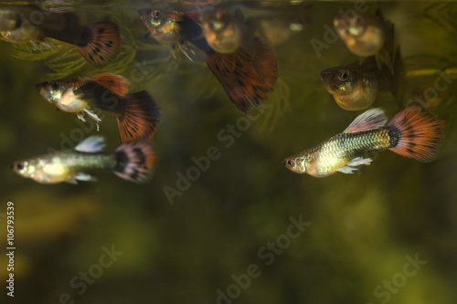 guppy fish in aquarium colorful background