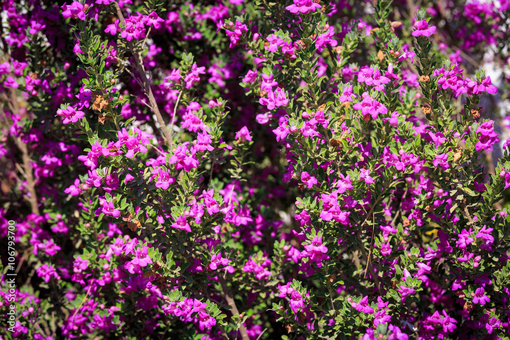 Obraz premium Bright small pink flowers