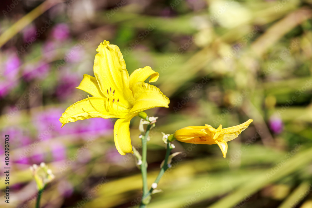 Obraz premium Bright yellow lily