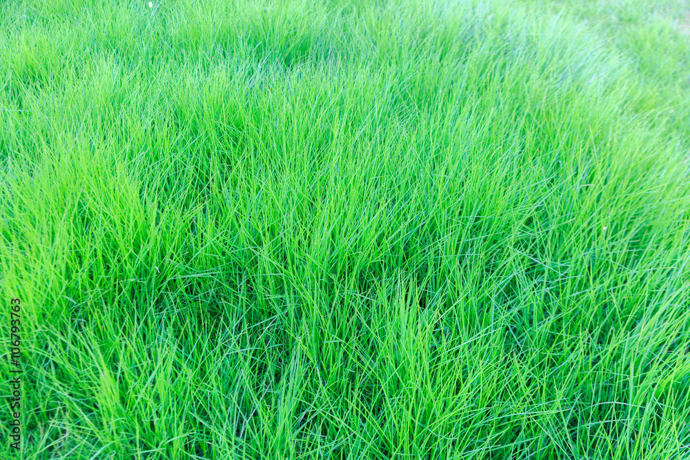 Ripe dark green grass background Ripe dark green grass background