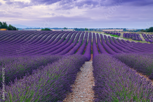 Beautiful colors purple lavender fields near Valensole, Provence © rolandbarat