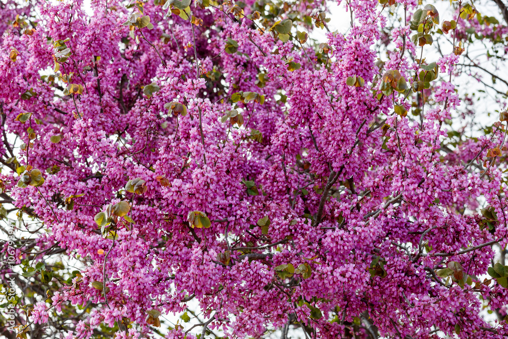 Pink judas tree flowering..in Judea at Har Hebron Pink judas tree flowering..in Judea at Har Hebron