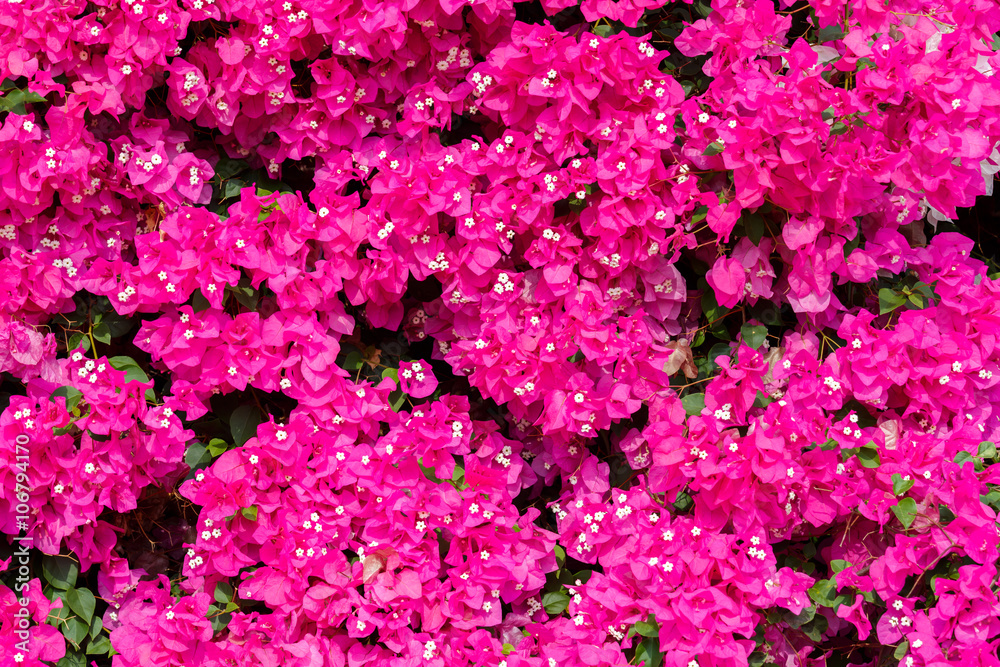 Dark pink bougainvilleas with small white flowers background