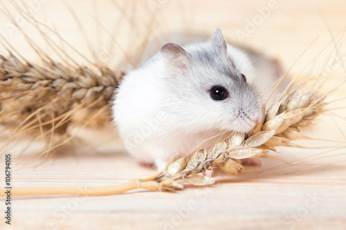small Jungar hamster on a table with barley spikelets