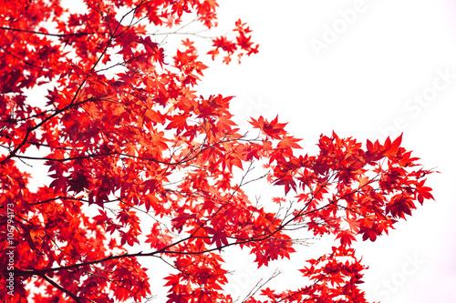 Japanese red maple leaf isolated on white background