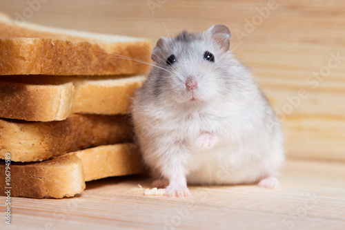 small Jungar hamster near the bread toasts