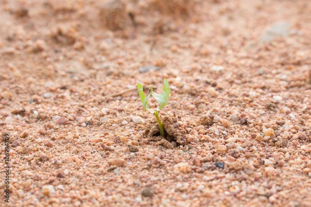 The new life of plants, plants are sprouting and growing, of the The new life of plants, plants are sprouting and growing, of the