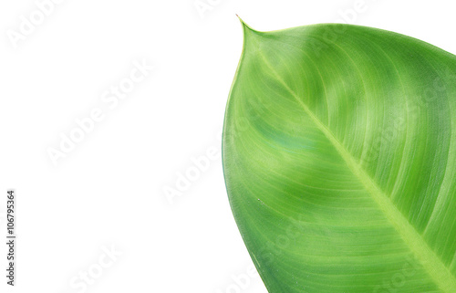 Colorful leaves texture isolated on white background 