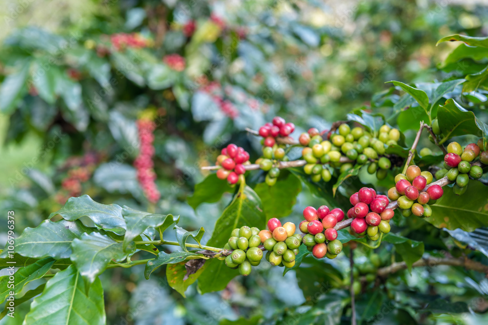 Coffee beans growing on the branch