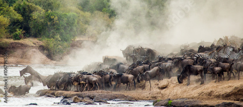 Wildebeests are crossing Mara river. Great Migration. Kenya. Tanzania. Masai Mara National Park. An excellent illustration.