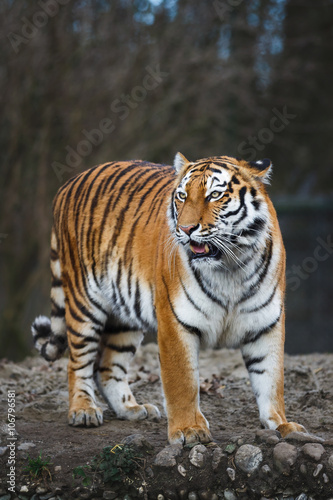 The siberian tiger