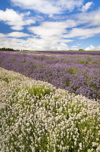 Fototapeta Naklejka Na Ścianę i Meble -  Lavender cultivation, farming and harvesting