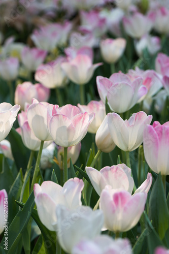 white and pink tulip.